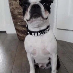 Hondenhalsband Met Naam Medium Black -Knuffel Paws Verkoop file 136