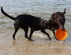 Zogoflex Zisc Flying Disc - Large - Orange