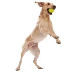 Zogoflex Jive - Mini (XS) - Lime