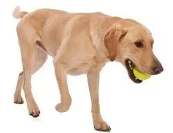 Zogoflex Jive - Mini (XS) - Lime -Knuffel Paws Verkoop file 586