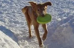 Zogoflex Zisc Flying Disc - Small - Lime