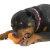 Zogoflex Tux Treat Toy - Orange