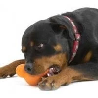Zogoflex Tux Treat Toy - Orange