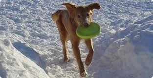 Zogoflex Zisc Flying Disc - Large - Lime 3 Zogoflex Zisc Flying Disc - Large - Lime