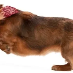 Zogoflex Jive - Large - Aqua